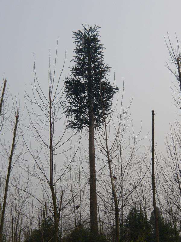 通信仿真樹(shù)